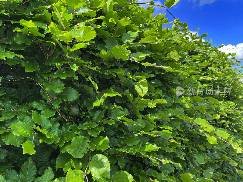 山毛榉(fagus sylvatica)树篱的特写图像，新鲜的绿色晚春/初夏叶，晴朗的蓝天与蓬松的白色积云，集中在前景